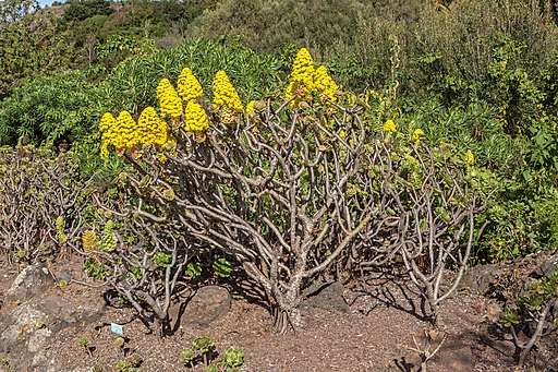 Jardín Botánico Viera y Clavijo