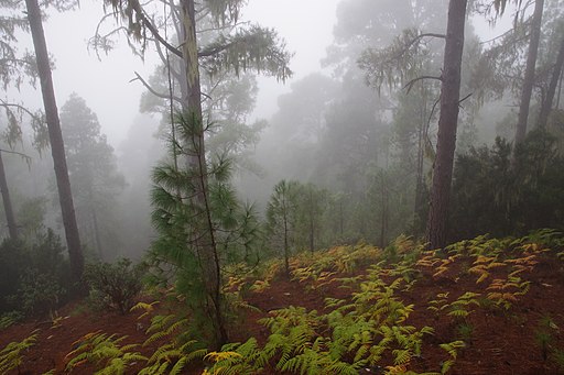Parque Natural Tamadaba