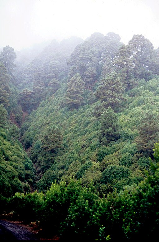 Bosque de Los Tilos