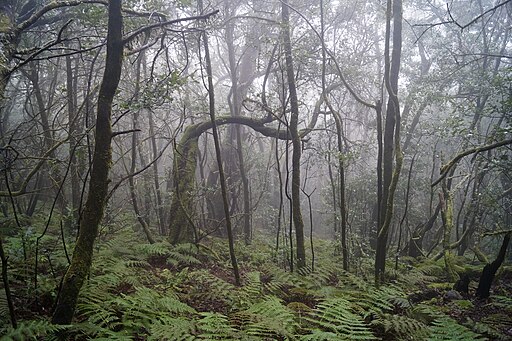 Parque Nacional de Garajonay