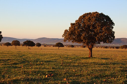 Parque Natural de Cabañeros
