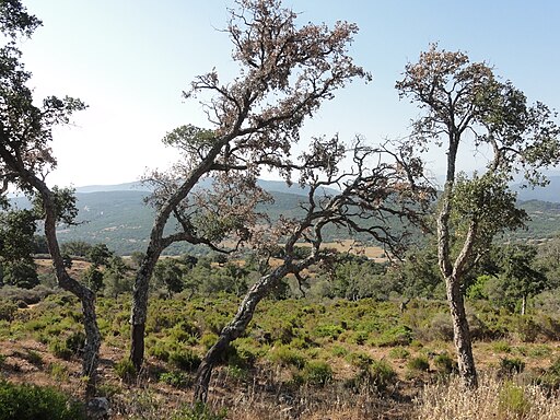 Parque Natural Los Alcornocales